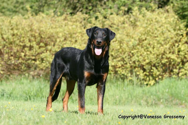 BEAUCERON%20014%20%5B800x600%5D.JPG