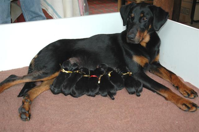 Tosca et ses 8 chiots