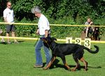 Un petit trot pour juger des allures