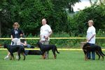Tournette pour les puppy femelle ... de gauche &agrave; droite, Fiera, Fiona et Fraulein