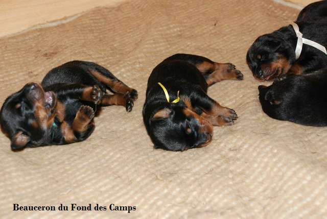 1 semaine