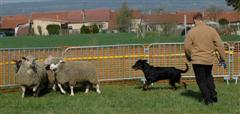 Eyco, parmi les moutons ... 