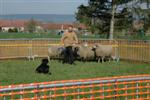 Eyco observe les moutons ...