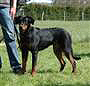 Luka (Dexy) Excellent en morpho, class&eacute;e 4e