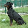 Darco des Noires Collines, presque 5 mois
