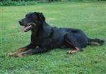 Diaz, 10 mois
