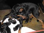 Chiots de 1 jour
