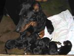 Arky et ses 8 chiots