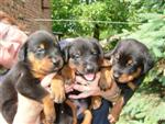 3 mignons b&eacute;b&eacute;s !