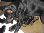 Adorables tous ces petits bouts ...