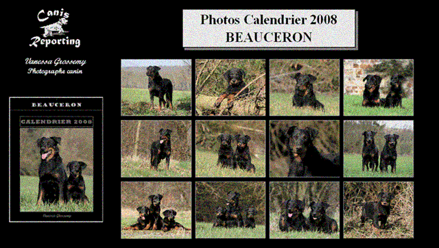 Mes chiens et chiots du Fond des Camps