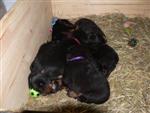 7 adorables petites boules de poil ! 