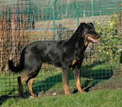 Cayenne des Noires Collines