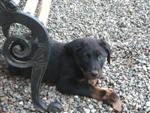 Furca, dans sa nouvelle famille