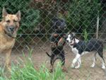 Furca et ses nouveaux compagnons ...