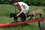Initiation &agrave; l'agility ...