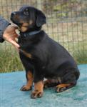 Diams, renomm&eacute;e Joyce, 7 semaines