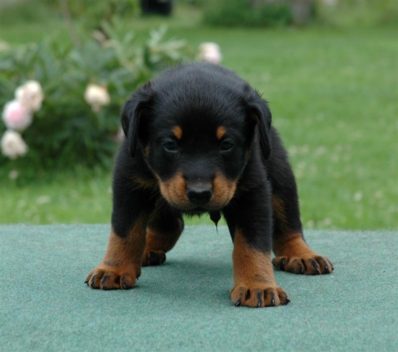http://www.au-fond-des-camps.com/expo/images/djehouty_udson/1_mois/djehouty_chiots_25_6_2006_039_large.jpg