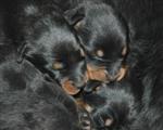 Adorables petites bouilles !