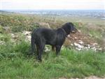 Falco 4 mois , en vacances en Bourgogne