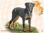 Fond d'&eacute;cran r&eacute;alis&eacute; par Arkas Dogs