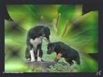 Fond d'&eacute;cran r&eacute;alis&eacute; par Arkas Dogs