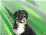 Fond d'&eacute;cran r&eacute;alis&eacute; par Arka's Dogs