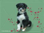 Fond d'&eacute;cran r&eacute;alis&eacute; par Arka's Dogs