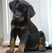 Chiot de 6 semaines