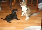 A 1 mois on aime jouer avec nos compagnons les chats !
