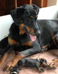 Tosca tr&egrave;s attentive &agrave; ses chiots