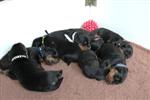 les 8 beaux loulous !