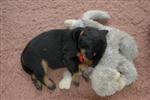 ESCA fait un gros dodo ...