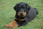 Eagor, un gros nounours !