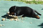Un gros gourmand ... bleu/&eacute;toiles !