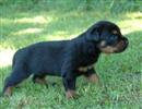 Tout juste 3 semaines, petit mais si mignon !