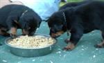 On mange ? On mange pas ? ...