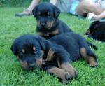 Ne sommes nous pas mignons ?