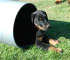 Miss Esca, dans son tunnel ...