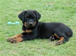 Mignon petit ECHO