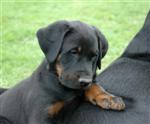 Enzo