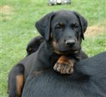 Encore le beau Enzo ...