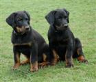 Eaton et Enzo