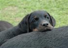 Le petit Echo