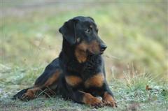Tosca