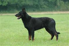 Virgile, Champion de Belgique et d'Allemagne,  en canicross