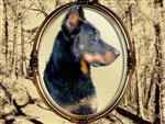 Fond d'&eacute;cran r&eacute;alis&eacute; par Arkas Dogs