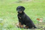 Un beau loulou !