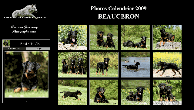 Chiens et Chiots du Fond des Camps