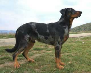 Balto